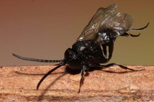 Brachygaster minutus