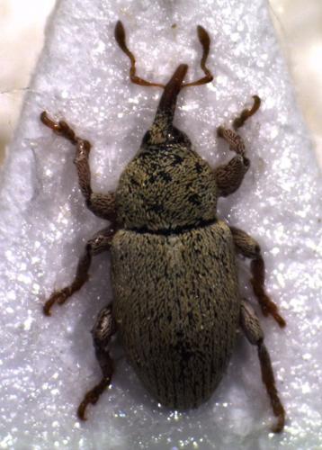 Réf. 127 132 : Tychius sp.