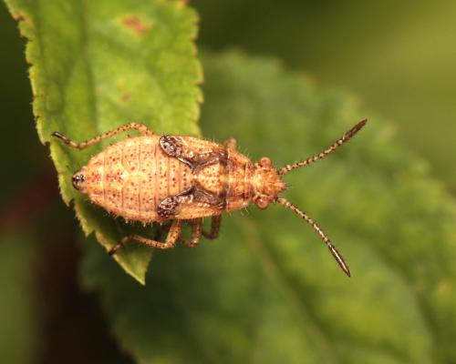 Réf. 127 377 : Rhopalus parumpunctatus