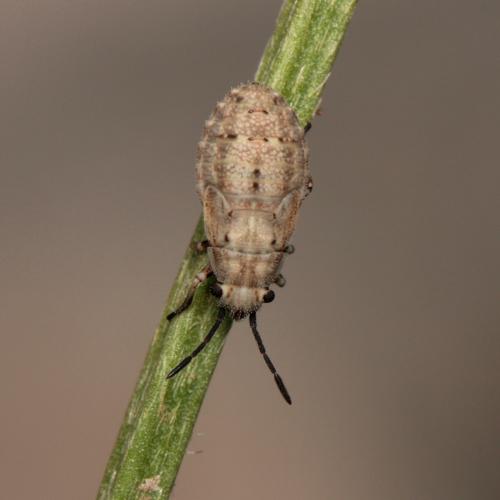 Réf. 127 378 : Ortholomus punctipennis