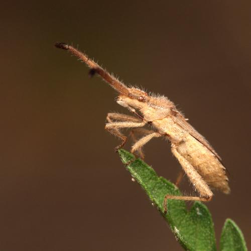Coriomeris hirticornis