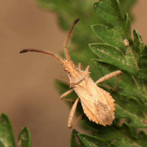 Réf. 127 778 : Coriomeris hirticornis