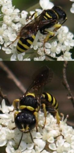 Ectemnius sp.