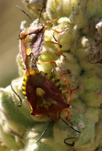 Carpocoris purpureipennis