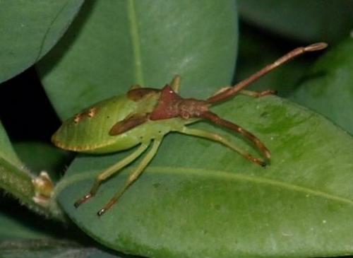 Gonocerus acuteangulatus