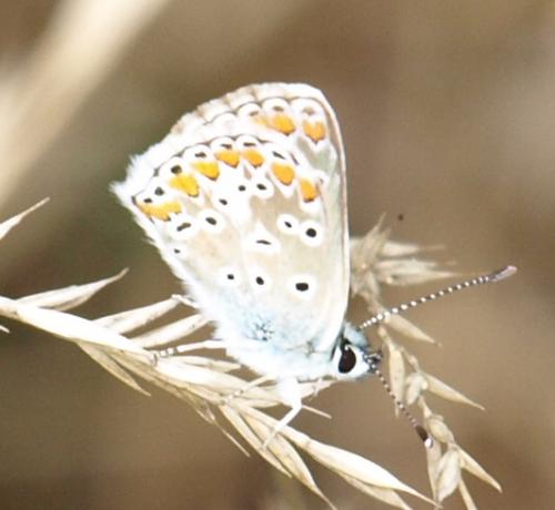 Aricia agestis