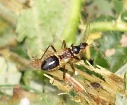 Himacerus mirmicoides