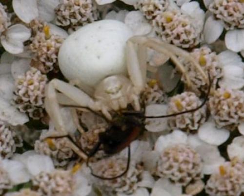 Misumena vatia