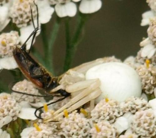 Misumena vatia
