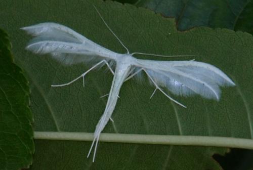Réf. 127 318 : Pterophorus pentadactyla