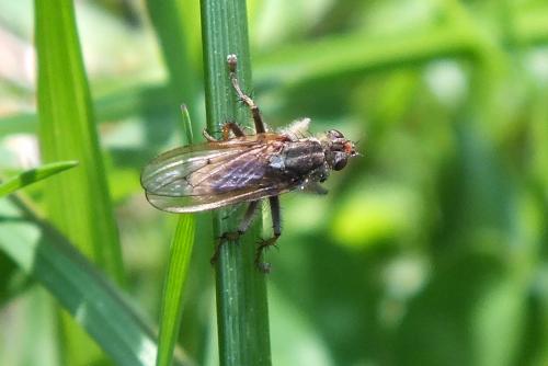 Scathophaga stercoraria