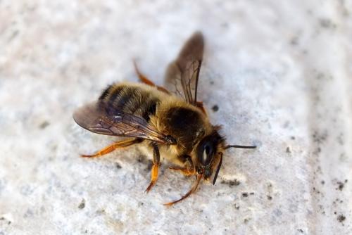 Megachile sp.