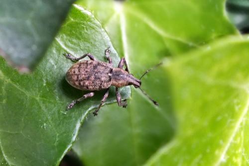 Liophloeus tessulatus