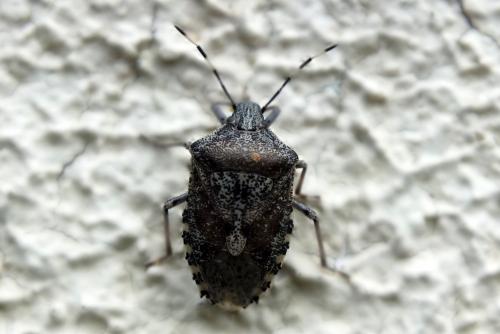 Rhaphigaster nebulosa