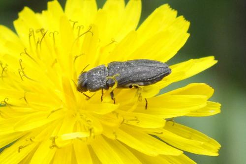 Anthaxia sp.