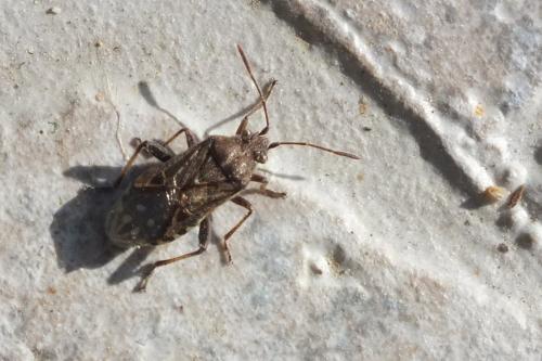 Stictopleurus sp.