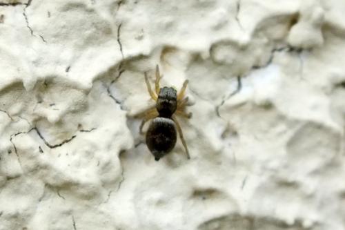 Heliophanus sp.