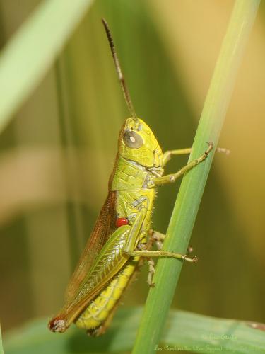 Pseudochorthippus parallelus