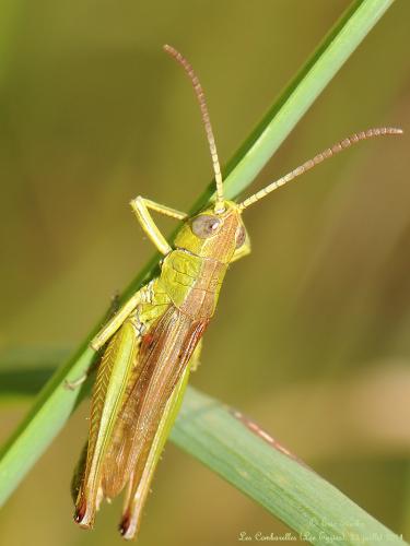 Pseudochorthippus parallelus
