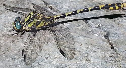 Onychogomphus uncatus