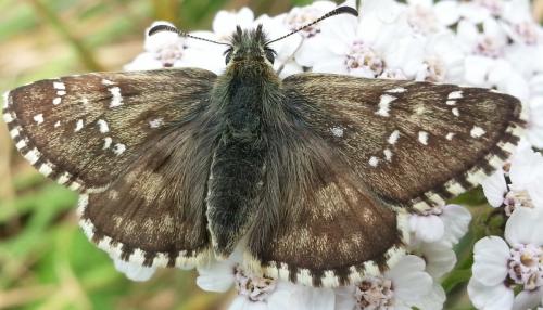 Réf. 127 307 : Pyrgus sp.
