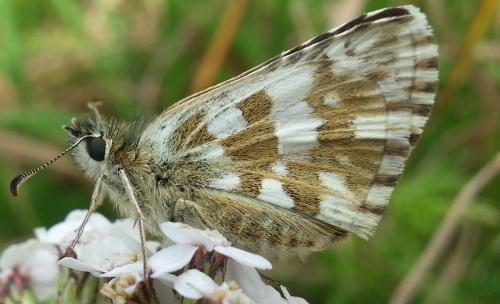 Réf. 127 308 : Pyrgus sp.