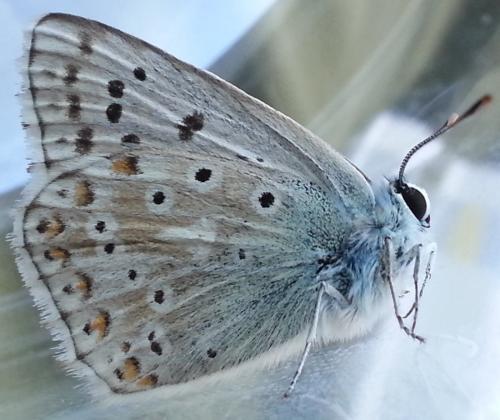 Réf. 127 276 : Polyommatus coridon