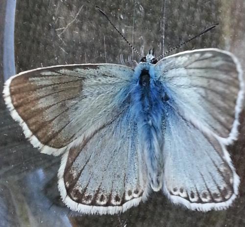 Réf. 127 277 : Polyommatus coridon