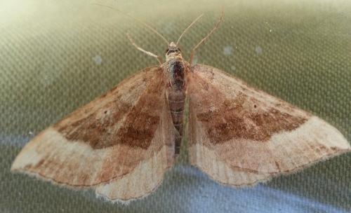 Réf. 127 380 : Scotopteryx chenopodiata