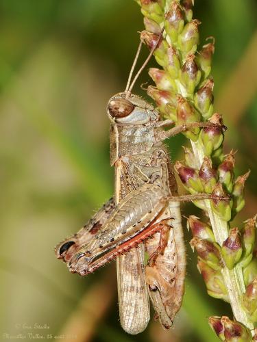 Calliptamus italicus
