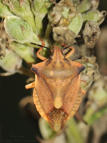 Réf. 127 992 : Carpocoris fuscispinus