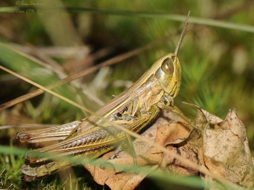 Euchorthippus declivus