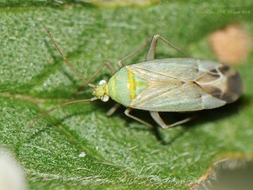 Réf. 127 955 : Macrotylus solitarius