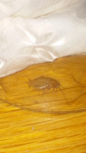 Ectobius sp.