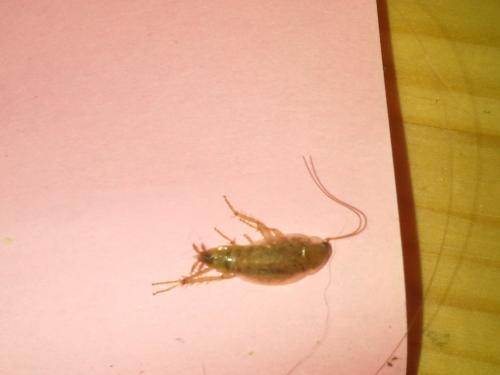 Ectobius sp.