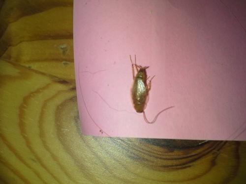Ectobius sp.