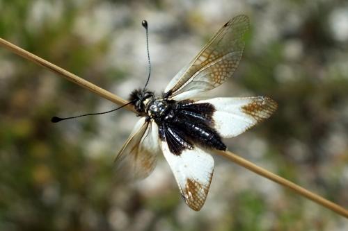 Libelloides lacteus
