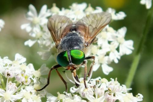 Philipomyia aprica