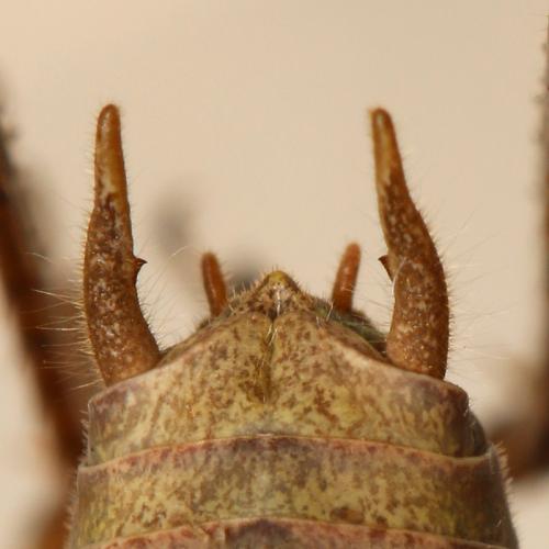 Réf. 127 383 : Pholidoptera fallax
