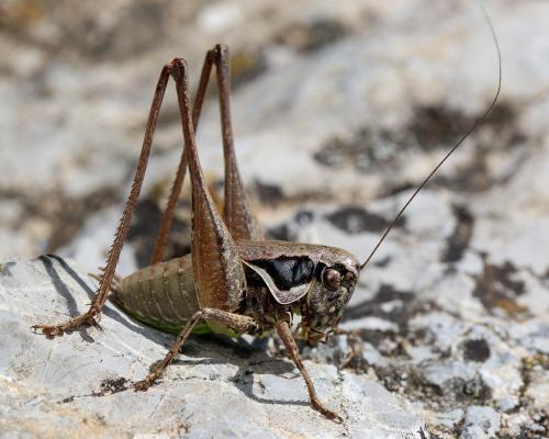 Pholidoptera fallax