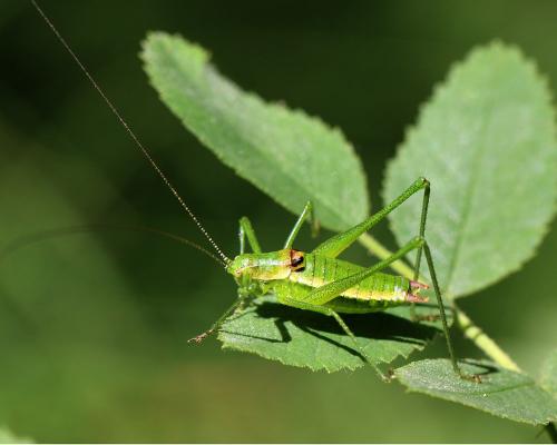 Réf. 127 833 : Leptophyes boscii