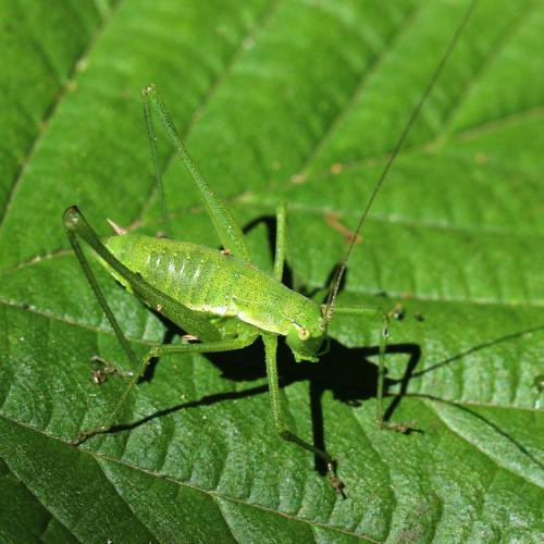 Leptophyes boscii