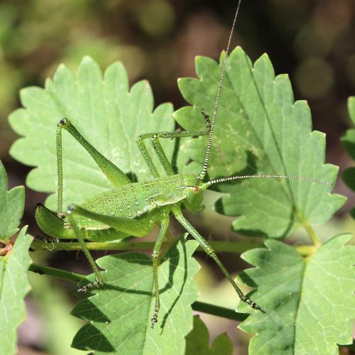Réf. 127 780 : Leptophyes boscii