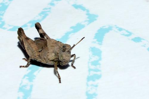 Oedipoda sp.