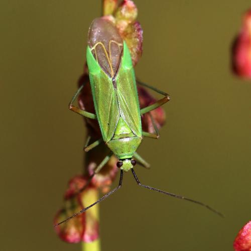 Réf. 127 031 : Calocoris alpestris