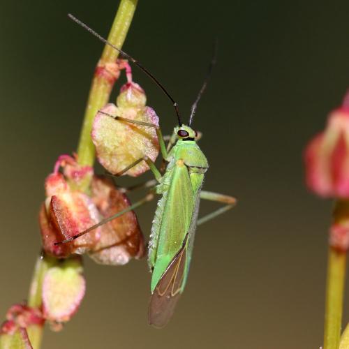 Réf. 127 032 : Calocoris alpestris