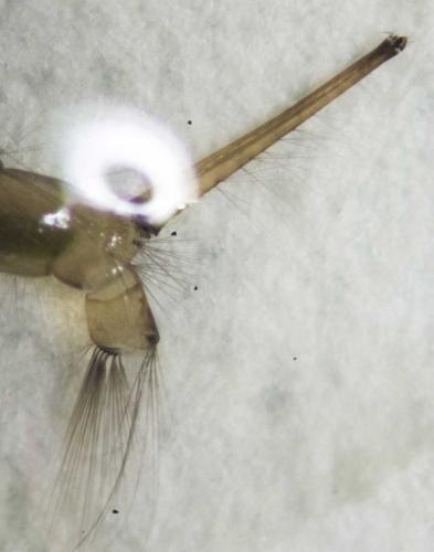Réf. 127 311 : Culex hortensis