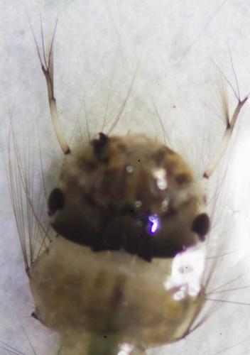 Réf. 127 312 : Culex hortensis