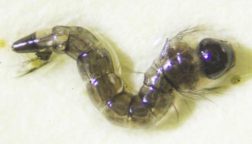 Réf. 127 350 : Culiseta longiareolata