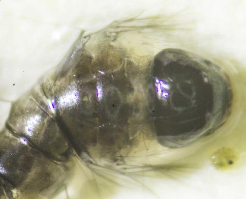 Réf. 127 351 : Culiseta longiareolata